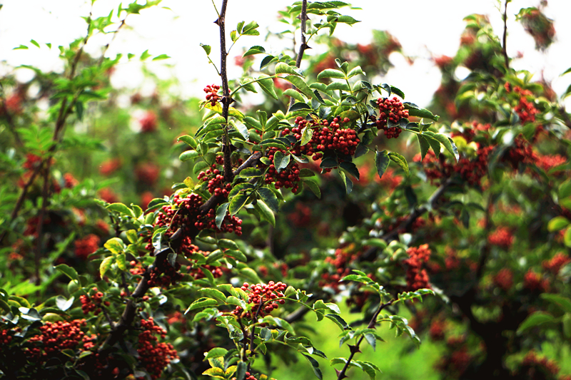 181692352829462048.jpeg img_2325_副本_副本.jpg