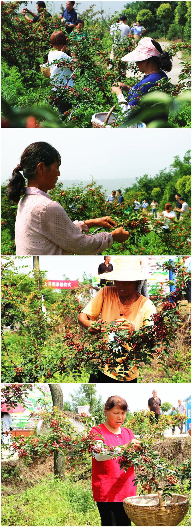 181692353001417279.jpeg 123_副本.jpg